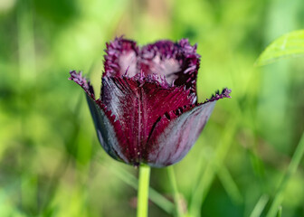 fringed tulip