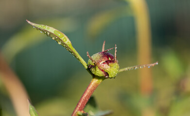 peony bud