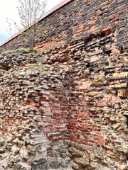 A dilapidated urban brick wall and a tree growing on it.Aged  chipped erosion.shabby building surface