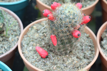 Mammillaria prolifera cactus and succulent plant