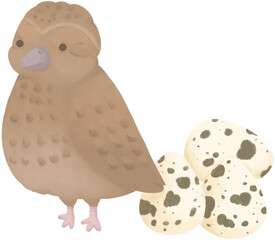 Cute quail and speckled eggs cartoon illustration