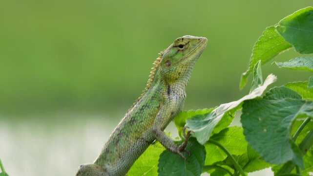 Oriental Garden Lizard (Calotes versicolor), also known as the Eastern Garden Lizard or Changeable Lizard in closeup