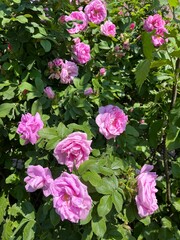 Pink blooming park rose bush.Flower background