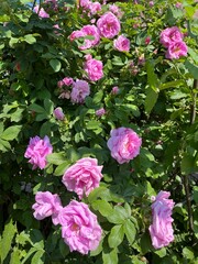 Pink blooming park rose bush.Flower background