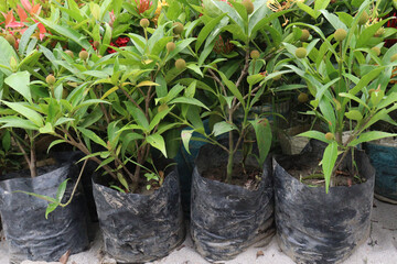 Neonauclea flower plant on bag