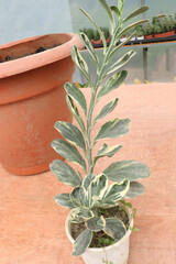 Pedilanthus Variegated leaf plant on pot