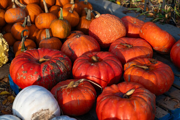 Pumpkin harvest in autumn. Day of dead. Dead Halloween pumpkin. Trick or treat. Celebrate All Hallows party holiday. All Hallows. October 31. Halloween pumpkin harvest. Happy Halloween