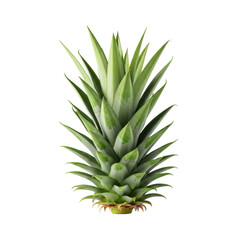 Fototapeta premium Vibrant green pineapple crown with sharp serrated leaves and waxy texture, clean-cut base, on a seamless transparent background, studio product photo. Concept for botanical product display