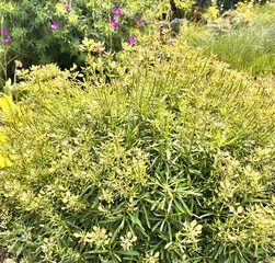 Iberis gibraltar on a flower bed on a summer day. Nature background