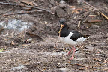 Eurasian Oystercatcher foraging on muddy ground with a worm in its beak near a wetland area