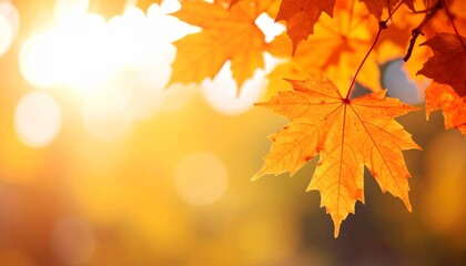 Fototapeta premium 秋のイメージ カエデの葉の背景画像
