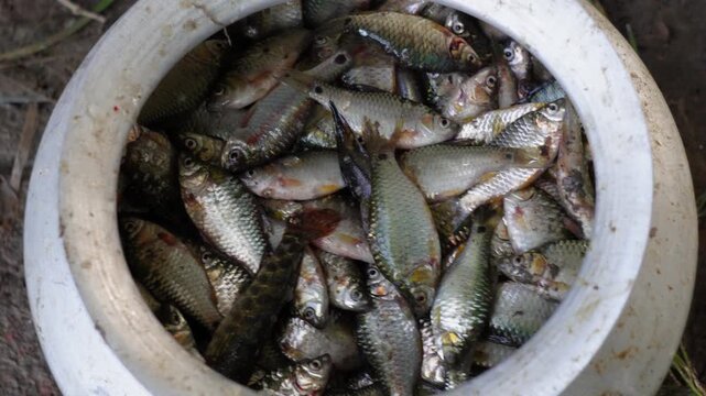 Fishermen catching fish and putting in thy silver pot in closeup