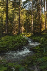 Serene Forest Stream in Lush Greenery
