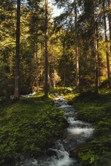 Serene Forest Stream Under Sunlight