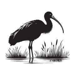 Detailed Ibis Silhouette – Ibis Black Vector Outline for High-Resolution Projects – Ibis Illustration – Bird Silhouette – Silhouette of Ibis

