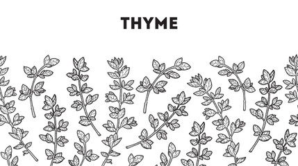 Thyme sketch. Horizontal seamless pattern. Hand drawn vector illustration. Kitchen spice