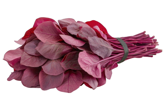 Close-up of a bunch of vibrant deep-pink leafy greens, tied with dark string