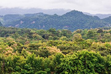Obraz premium Idyllic landscape with winding river, rolling hills, and mist drifting through pine forests. Wind-swept trees along a mountain river under dramatic sky with moving clouds.