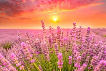 Fototapeta premium Vibrant lavender field at sunset with a golden sun and colorful clouds, creating a serene and beautiful natural landscape