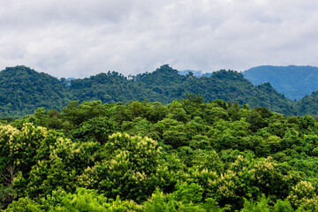 Naklejka premium Idyllic landscape with winding river, rolling hills, and mist drifting through pine forests. Wind-swept trees along a mountain river under dramatic sky with moving clouds.