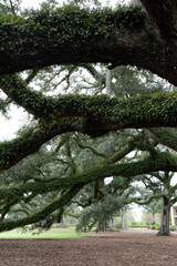 Close-up of Ferns Growing on Tree Branch