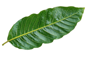 Obraz premium Close-up of a vibrant green leaf, displaying prominent veins