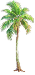 Vibrant, detailed illustration of a palm tree