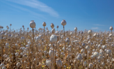 Obraz premium Birds in South Moravia