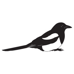Bold Magpie Silhouette – Magpie Vector Art for Digital Media – Black Vector of Magpie

