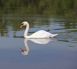 Birds in South Moravia,  water, swan