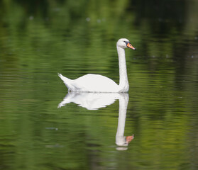 Birds in South Moravia, water, swan