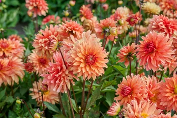 Fototapete Dahlie lots of flowers of the Autumn Fairy dahlia  © H.A.Colijn