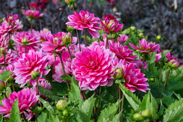 dahlia Bluesette, light and dark pink flower leaves