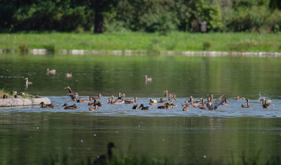 Birds in South Moravia, water, ducks