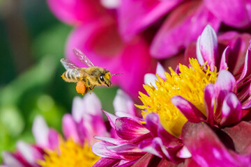 flying bee with lots of nectar on its legs on its way to a pink dahlia with a yellow heart