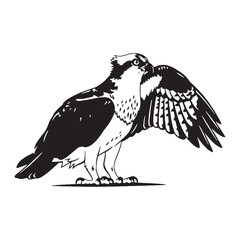 Distinctive Osprey Silhouette – Osprey Vector Template featuring its streamlined form – Osprey Illustration – silhouette of Osprey

