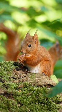 Vertical shot of a curious red squirrel feeding while perched on a mossy tree trunk