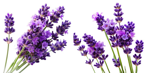 Naklejka premium Lavender Flowers Bouquet, Isolated on Transparent Background, Floral Design Element, Purple, Botanical, lavender, herb, plant