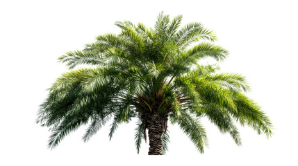 Tall palm tree with green leaves and textured trunk
