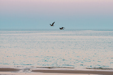 Seabirds flying over pastel horizon