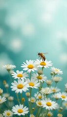 Obraz premium Bee Collecting Nectar from White Daisy Flowers on Soft Blue Background