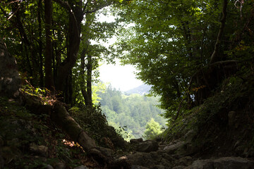 Pathway through a serene wooded area leading to a view of distant hills and greenery on a bright sunny day