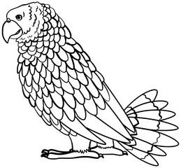 Saint Vincent Parrot Vector Outline Line Art Drawing