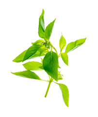 A set of vibrant basil leaves isolated on transparent PNG, showing off their detailed texture and...