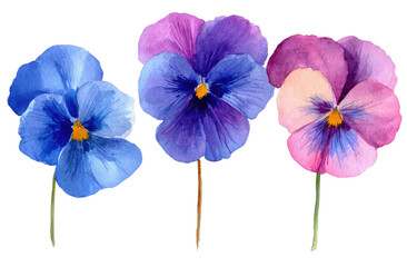Three watercolor pansies in shades of blue, purple, and pink