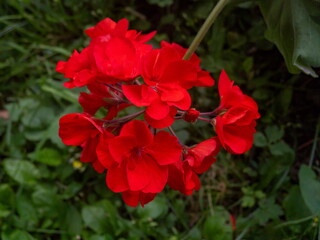 Close-up of red flowering plant in the garden
