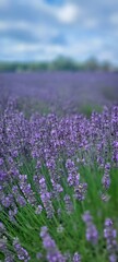 Obraz premium A Vibrant Lavender Field Sprawling Gracefully Beneath a Bright, Radiant Blue Sky Above