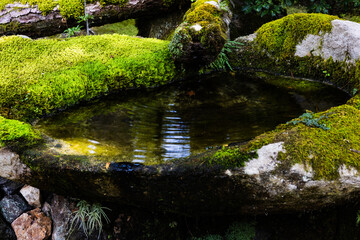 A stone basin, covered in vibrant green moss