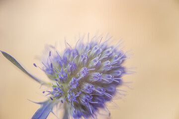 Macro photograph of a vibrant spiky purple thistle flower head, with fine detail of its delicate...