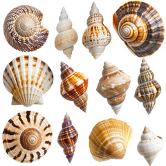 Seashells collection, ocean beach, summer vacation background, nature texture